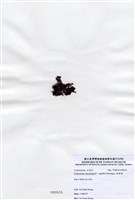 藏品(縱胞藻)的圖片